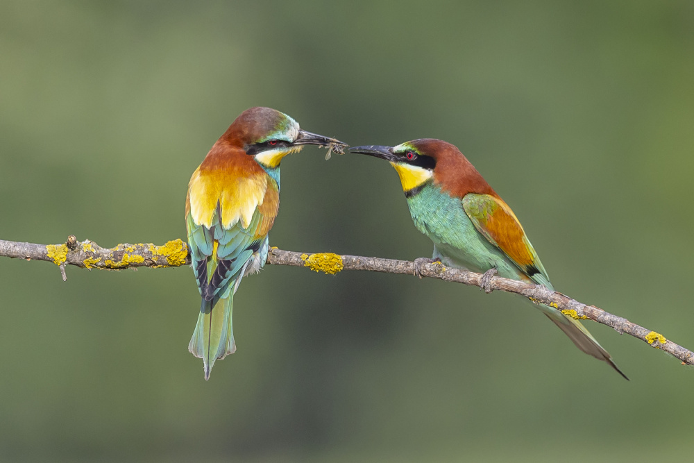 BEE-EATERS IN BREAKFAST von Haim Mizrachy