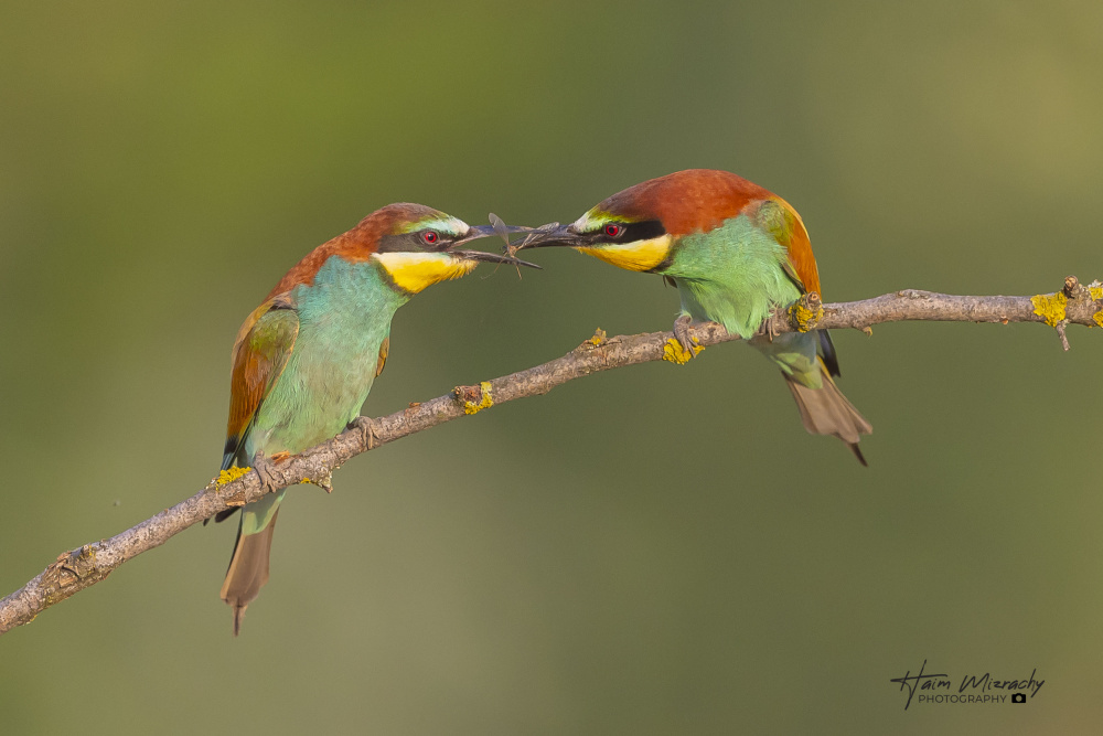 BEE-EATERS FEEDING EACH OTHER von Haim Mizrachy