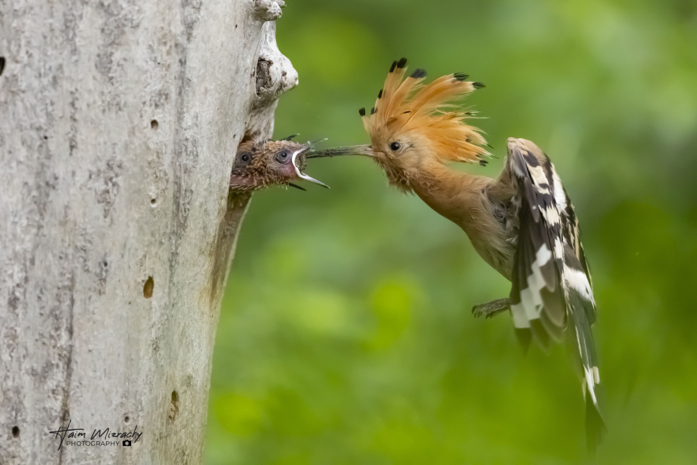 MAMA Hoopoes FEEDING HER BABIES von Haim Mizrachy