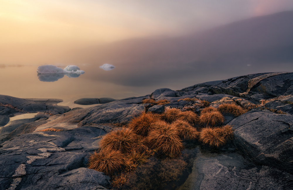 Greenland Flora von Haim Rosenfeld