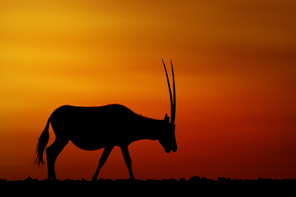 Arabian Oryx von Haitham AL Farsi