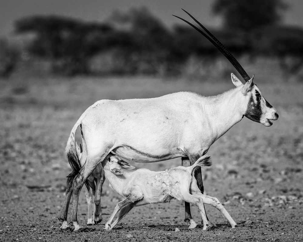 Arabian Oryx von Haitham AL Farsi