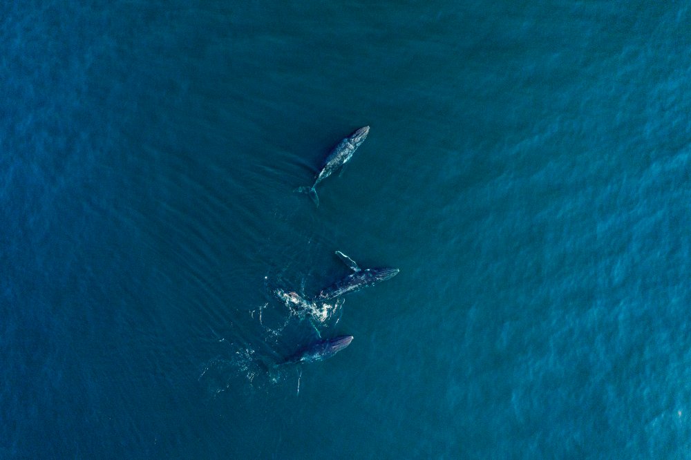 Arabian Humpback Whale von Haitham AL Farsi