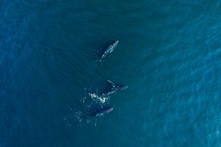 Arabian Humpback Whale