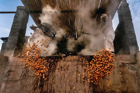 Dates Harvest