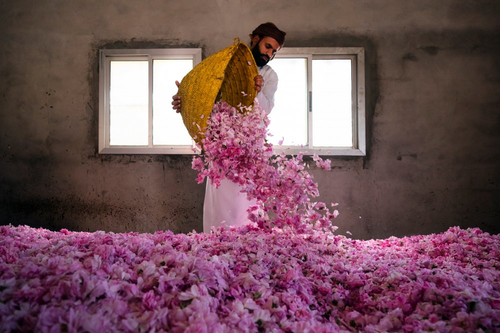 Rose Harvest Season von Haitham AL Farsi