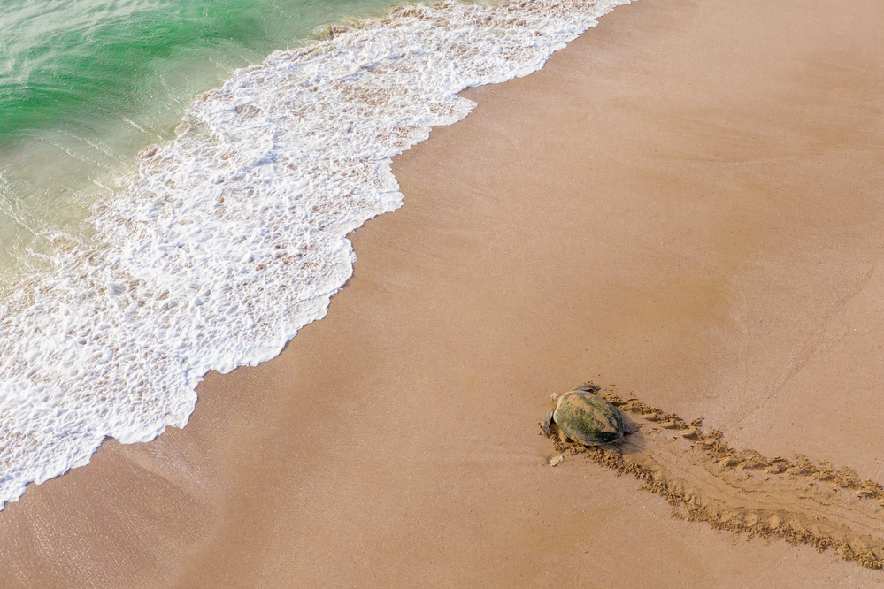 Turtle Season von Haitham AL Farsi