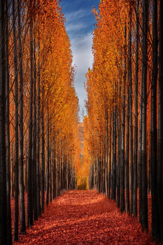 Colorful Autumn von Hamed Qane