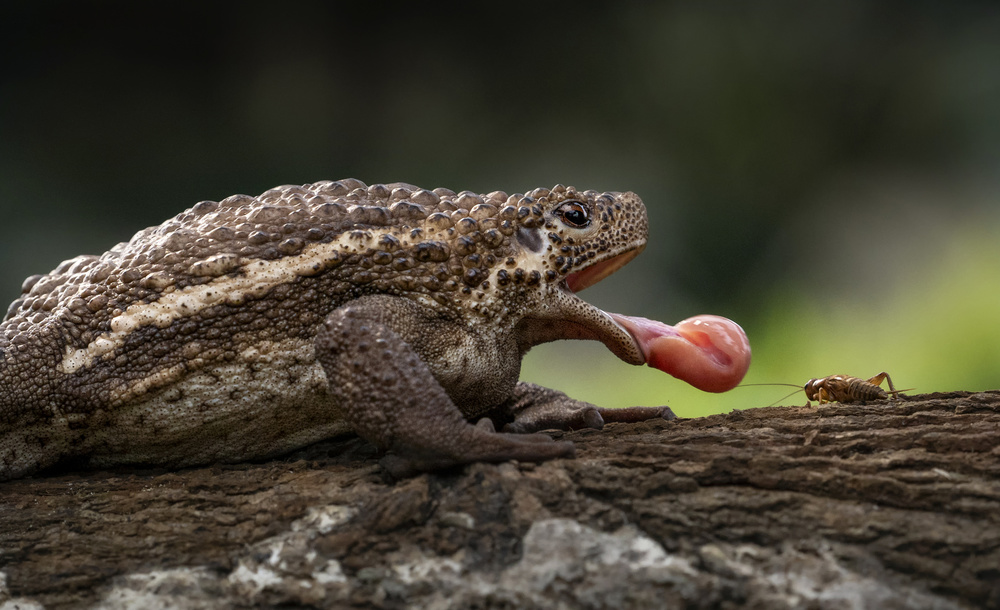 Pseudobufo Subaster von Handi Nugraha