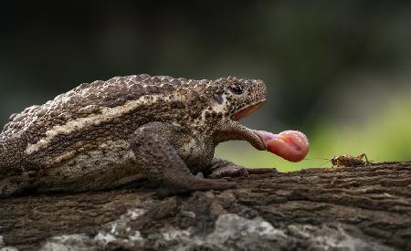 Pseudobufo Subaster