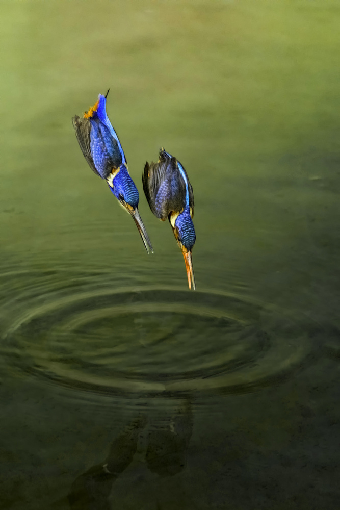 Race for fish von Handi Nugraha