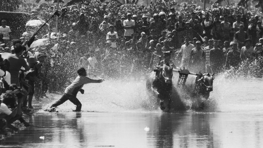 Cow Race von Handik Sudarsana ( Van Condix )