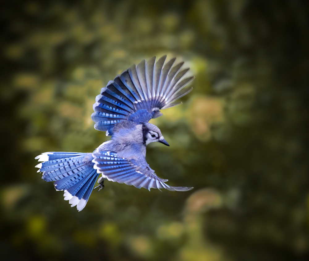 Blue Jay von Hannah Zhang