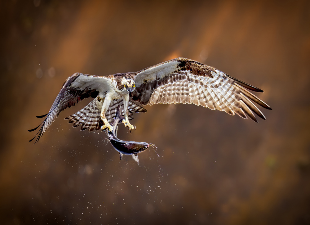 Osprey with fish von Hannah Zhang