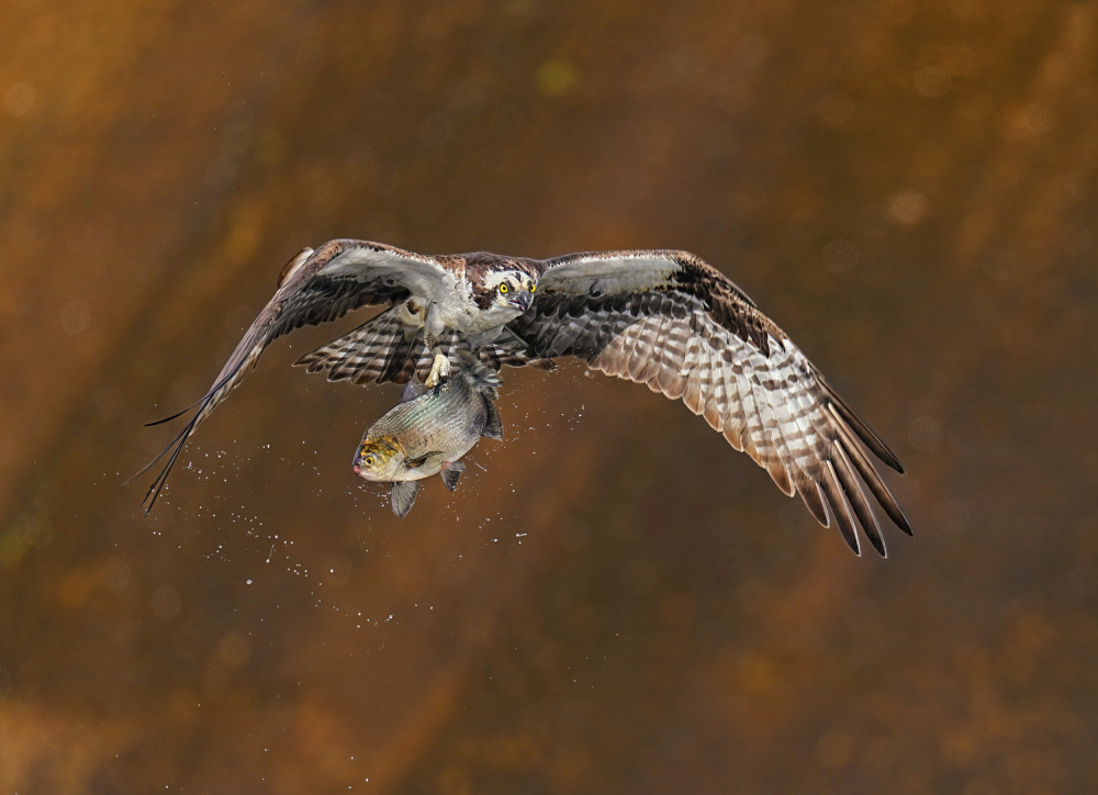 Big Catch von Hannah Zhang