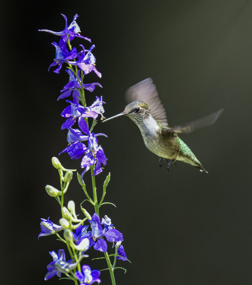 Hummingbird von Hannah Zhang