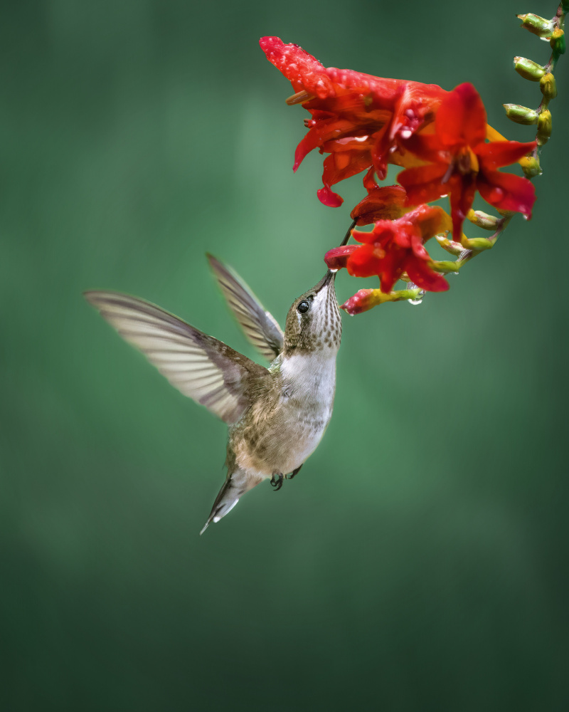 Hummingbird von Hannah Zhang