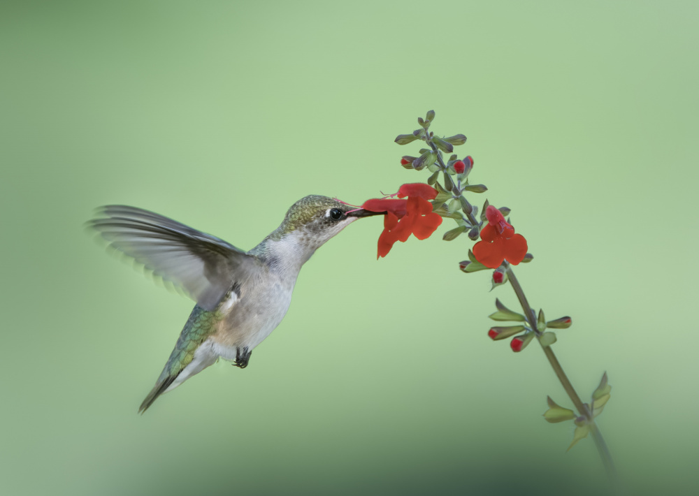 Hummingbird von Hannah Zhang