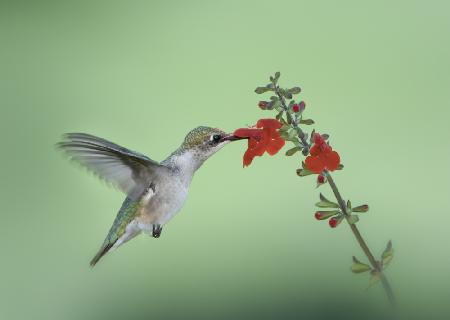 Hummingbird