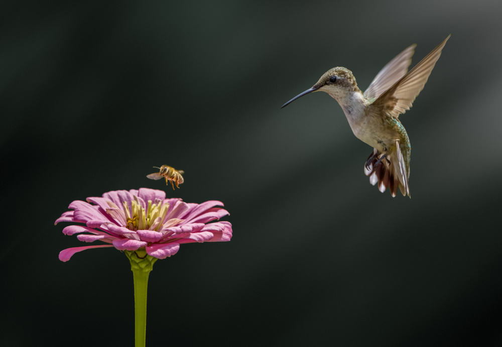 Hummingbird, bee, and flower von Hannah Zhang