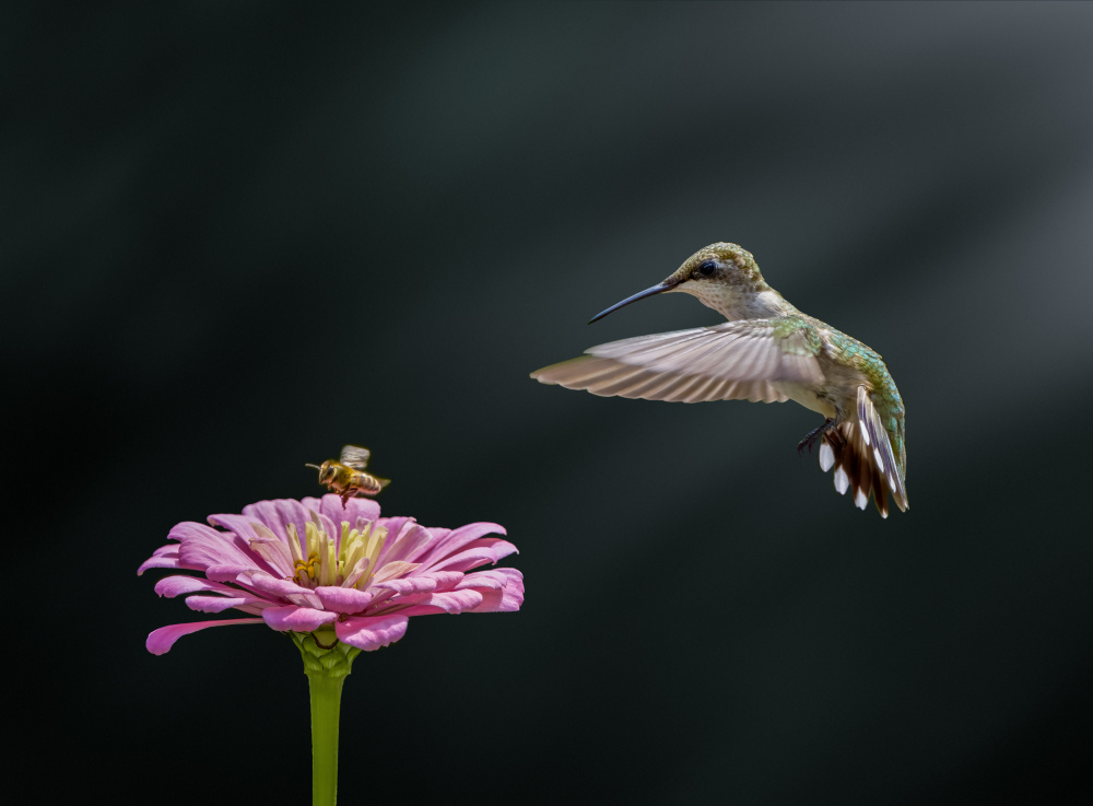 Hummingbird, bee, and flower (II) von Hannah Zhang