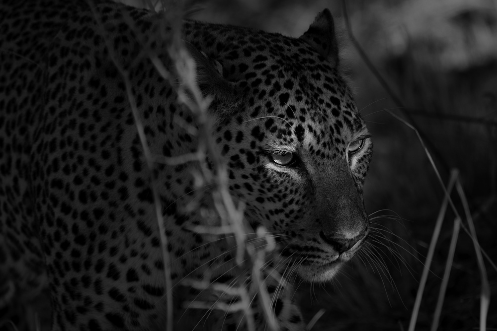 A leopards eyes von Hannes Bertsch