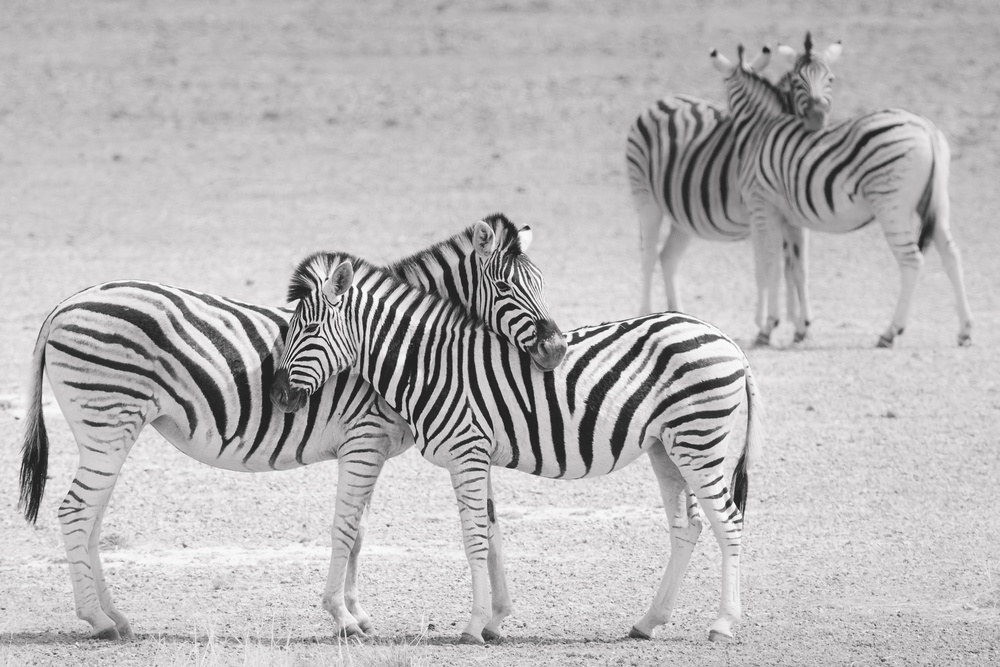 The hug von Hannes Bertsch