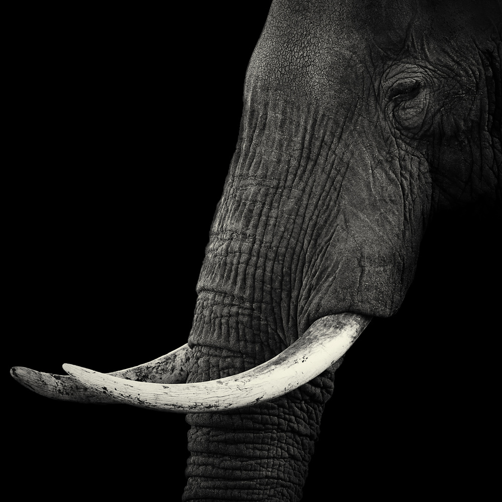 Elephant profile von Hannes Bertsch