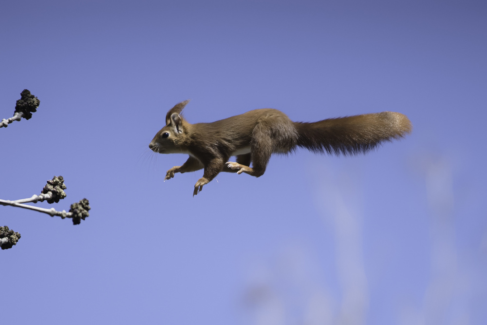 Flying red squirrel von Hannes Bertsch