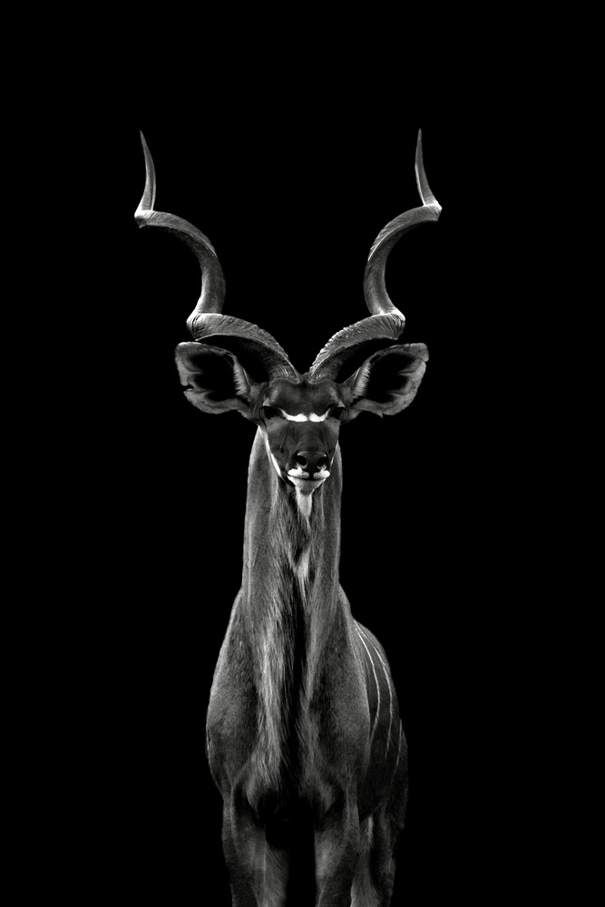 Greater Kudu von Hannes Bertsch