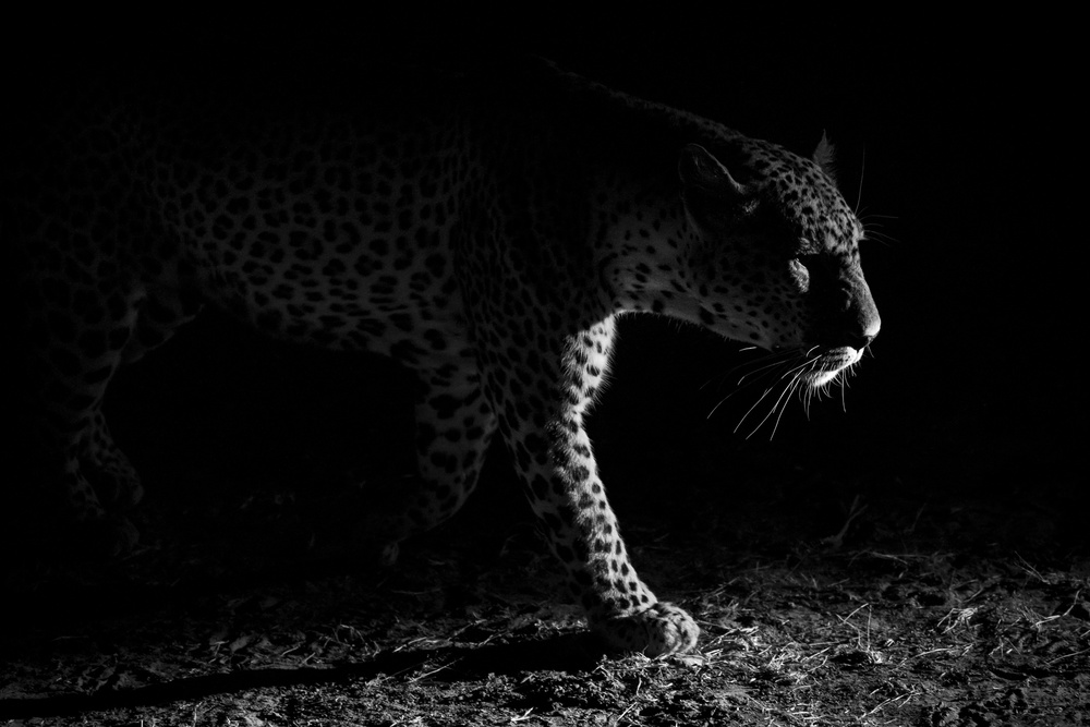 Leopard night hunt von Hannes Bertsch