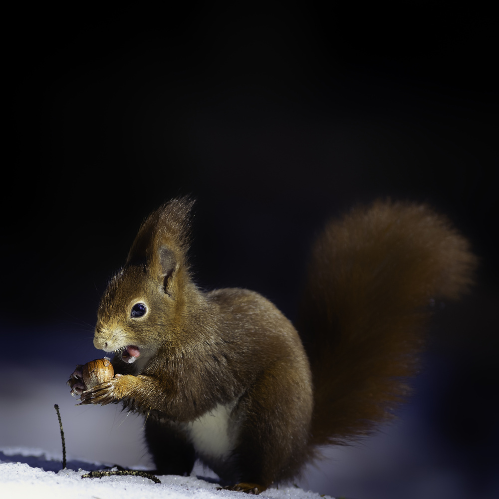 Nuts von Hannes Bertsch