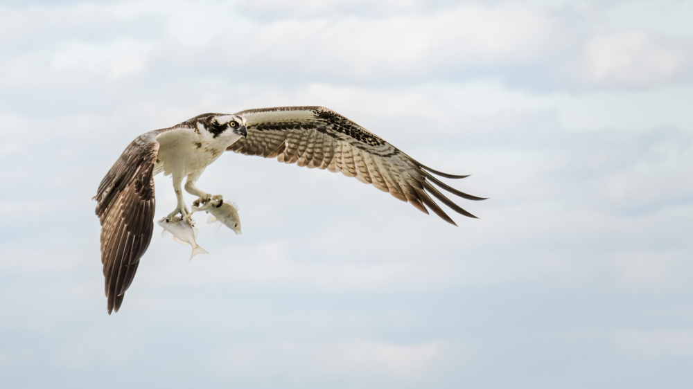 Double Catch von Hanping Xiao