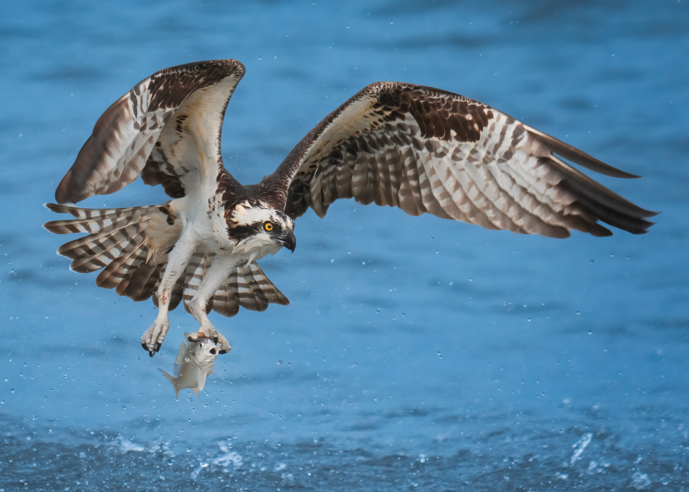 Osprey &amp; Fish von Hanping Xiao