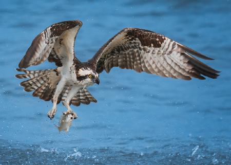 Osprey &amp; Fish