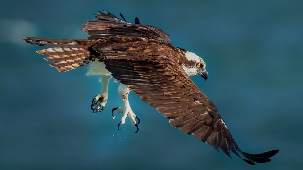 Osprey In Action von Hanping Xiao