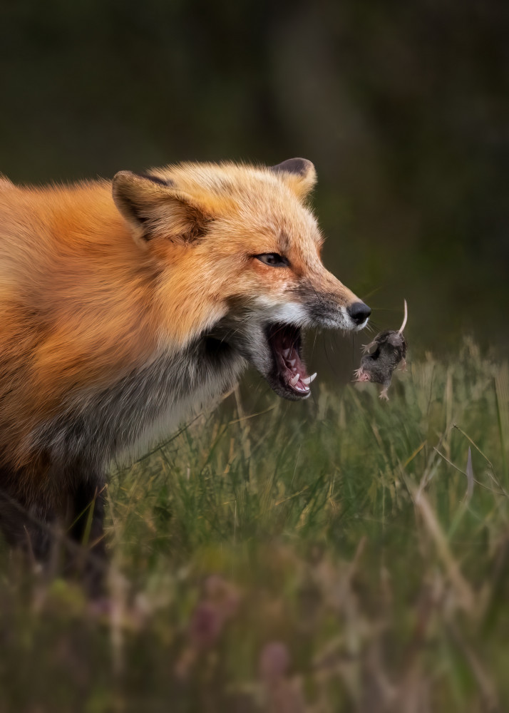 Fox playing with mouse von Hanping Xiao