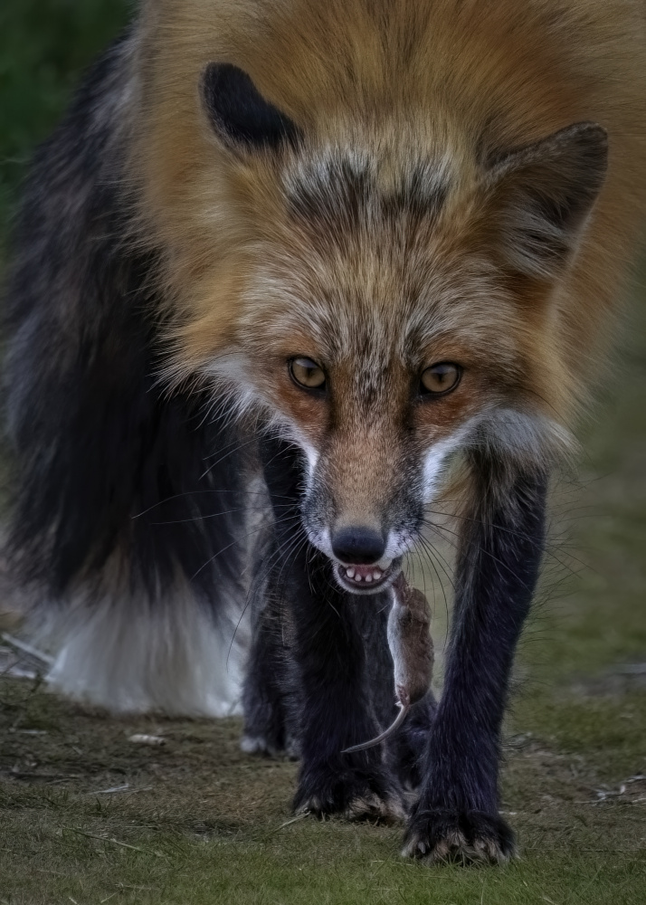 Fox Playing With Mouse - II von Hanping Xiao