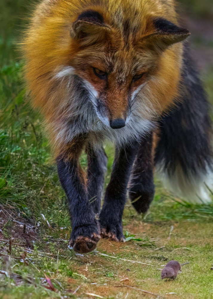 Fox Playing with Mouse IV von Hanping Xiao