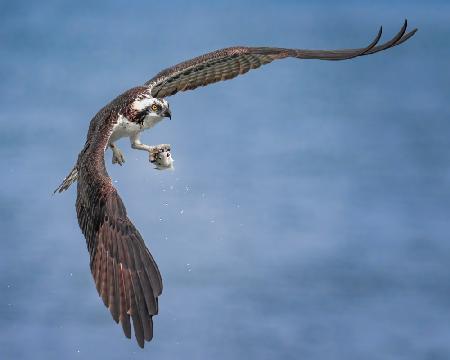 Arched Wings