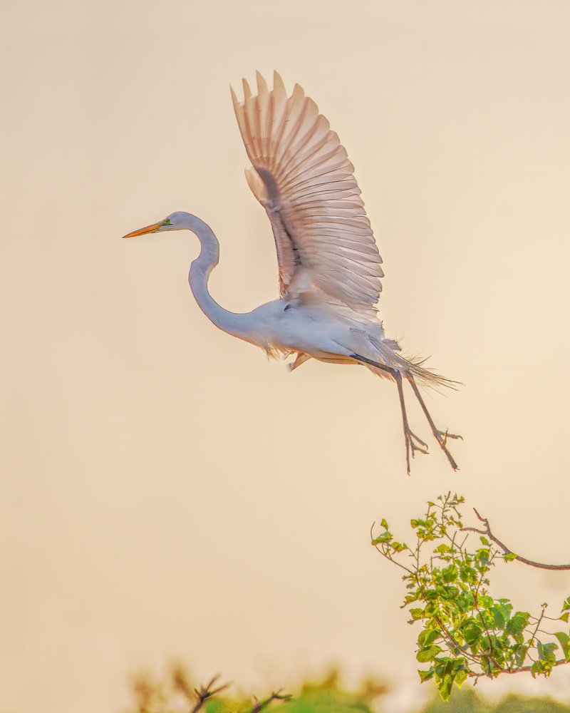 Taking to the sky von Hanping Xiao