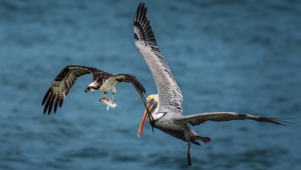 Fight for Fish - II von Hanping Xiao