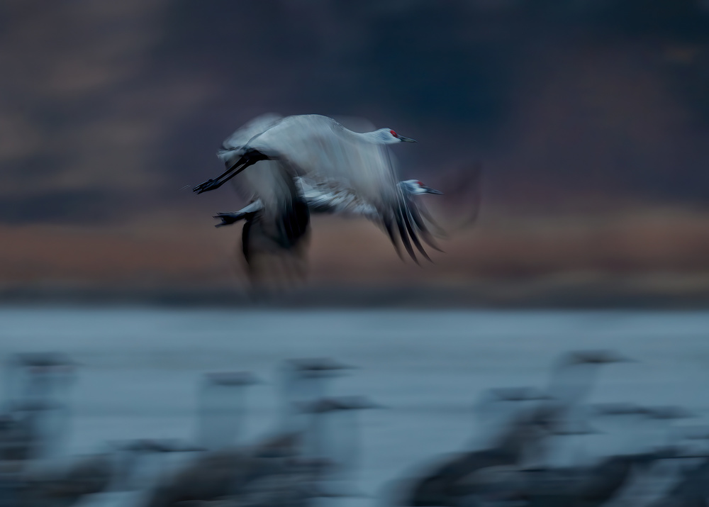 Sandhill Crane in Motion von Hanping Xiao