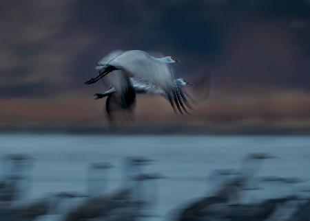 Sandhill Crane in Motion