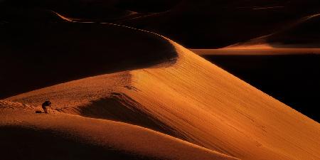 Mesquite Sand Dunes