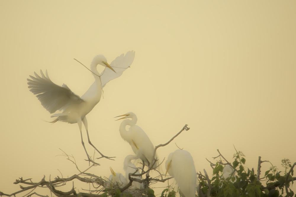 Coming Home von Hanping Xiao