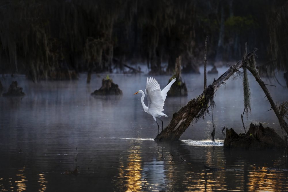 Misty Morning von Hanping Xiao