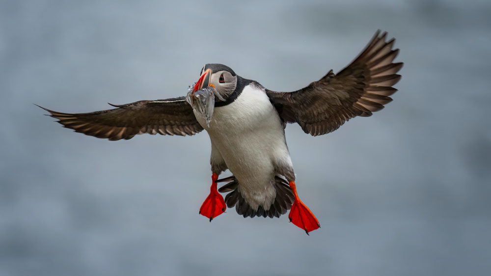 Puffin With Mouthfull Fish von Hanping Xiao