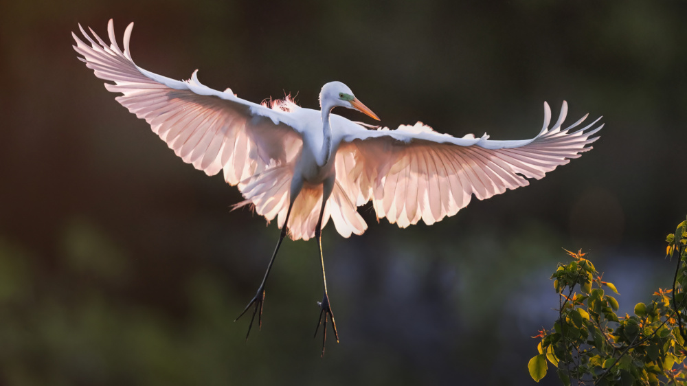 Pink Wings von Hanping Xiao