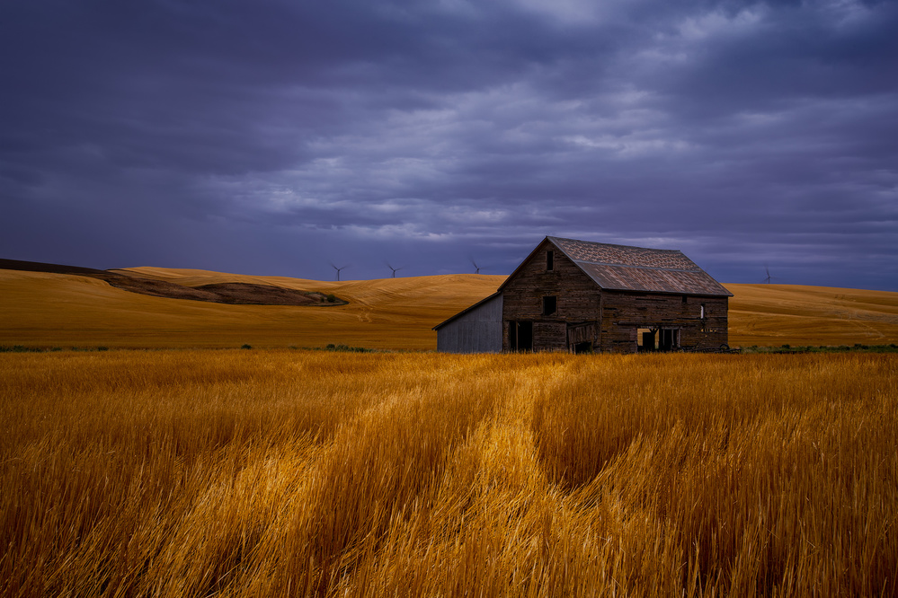 Serene Wheat Field von Hanping Xiao